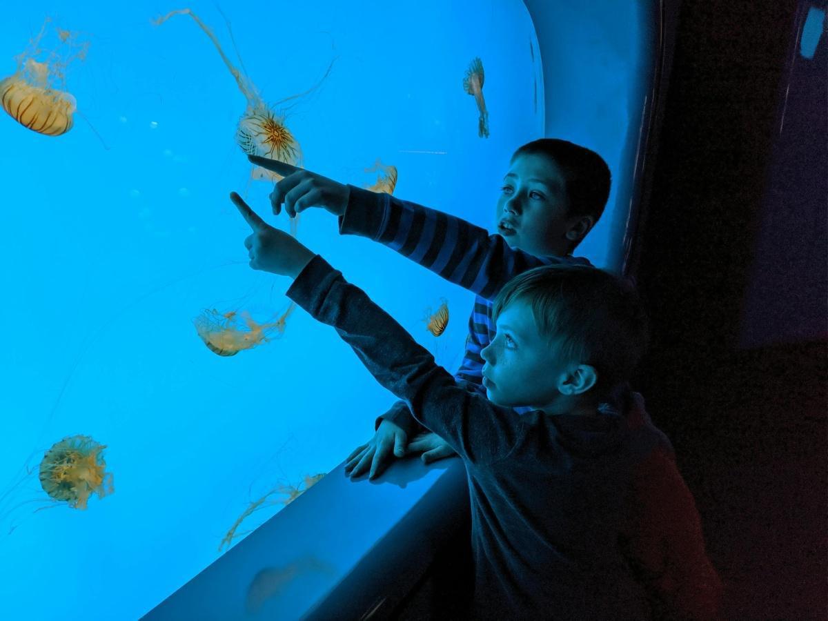 ACUARIO INBURSA