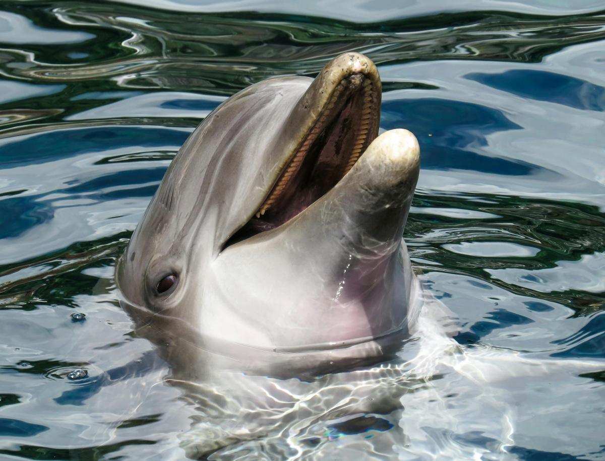 THE DOLPHIN COMPANY