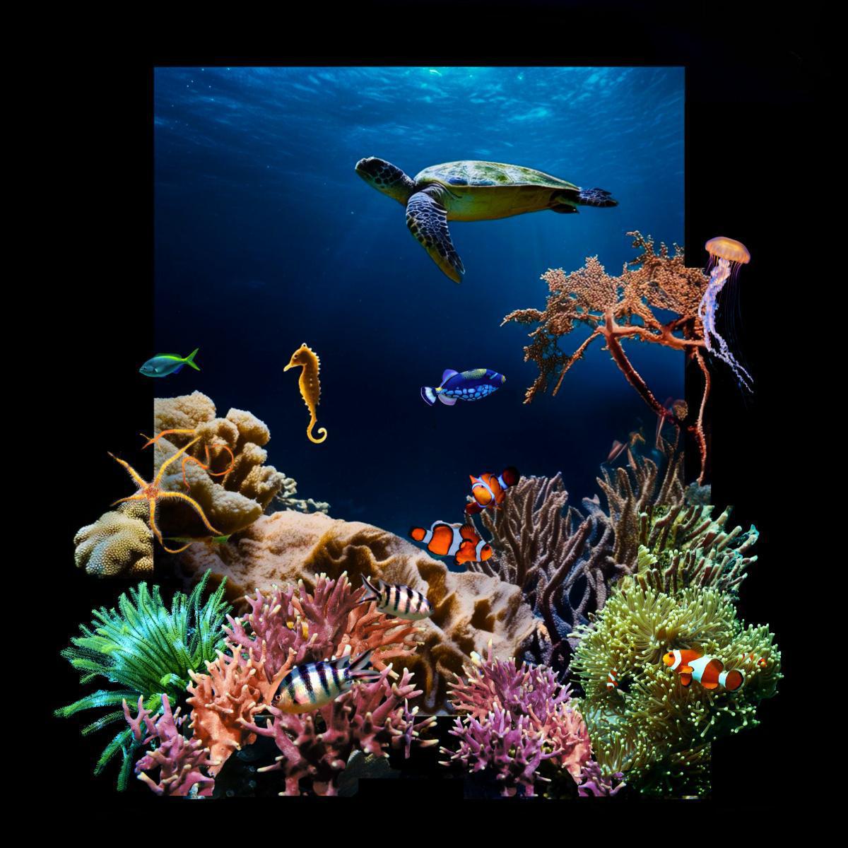 Les récifs coralliens, véritables trésors sous-marins Les récifs coralliens, véritables trésors sous-marins