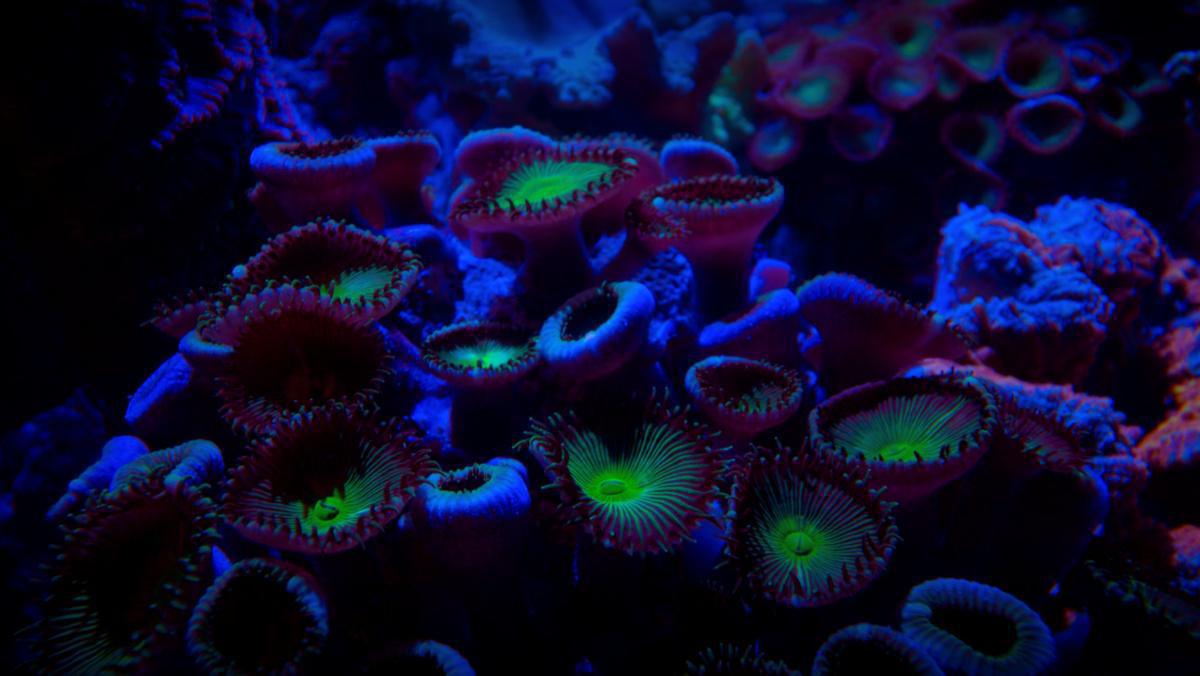 Doc. La Terre, la Nuit