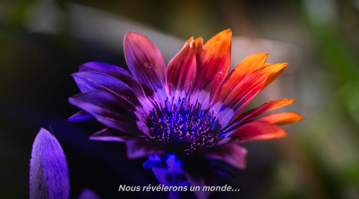 Doc. La vie en couleur avec David Attenborough Doc. La vie en couleur avec David Attenborough