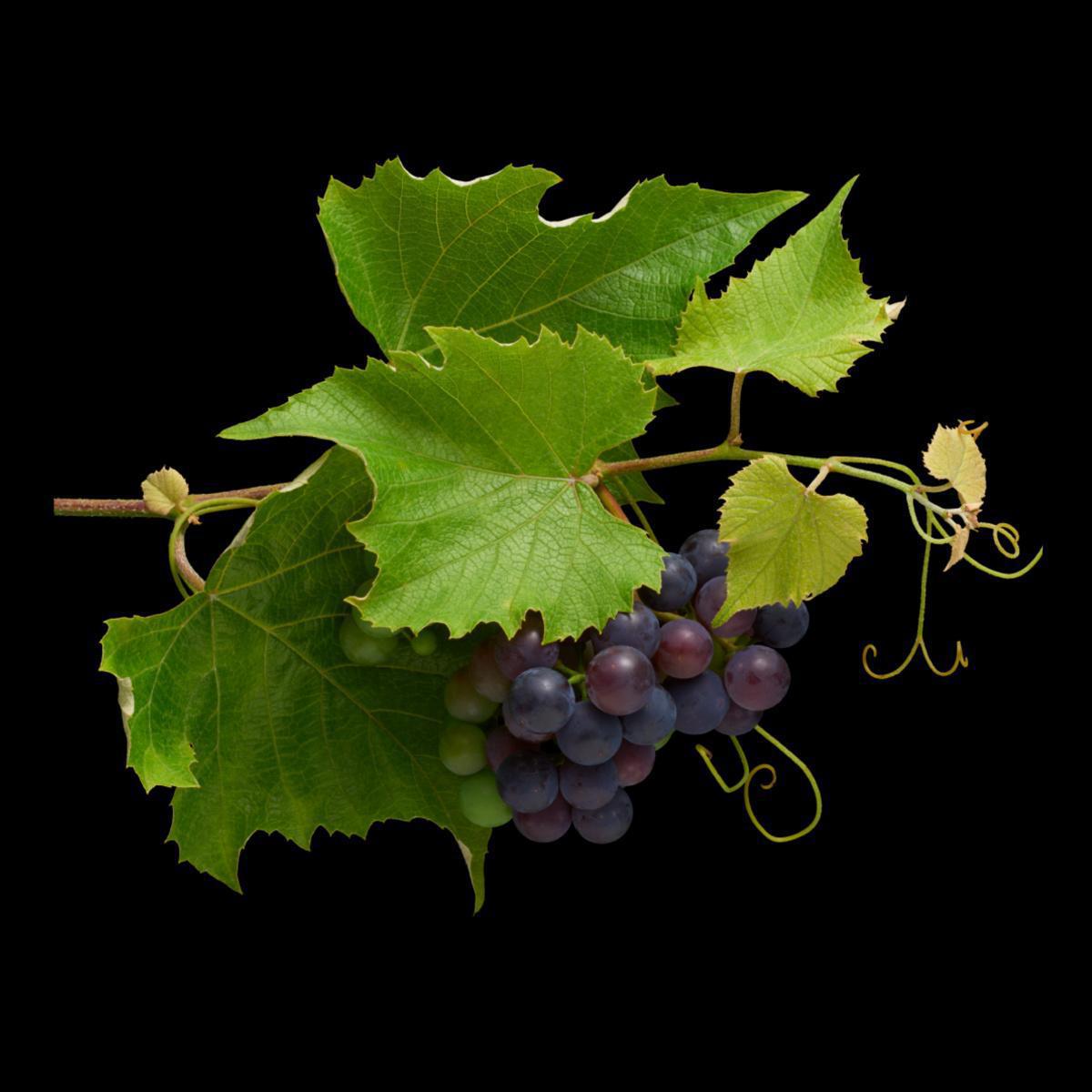 Dix superlatifs sur le vin et la vigne Dix superlatifs sur le vin et la vigne