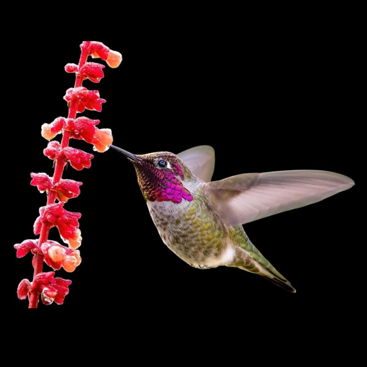 Dix capacités prodigieuses chez les animaux 