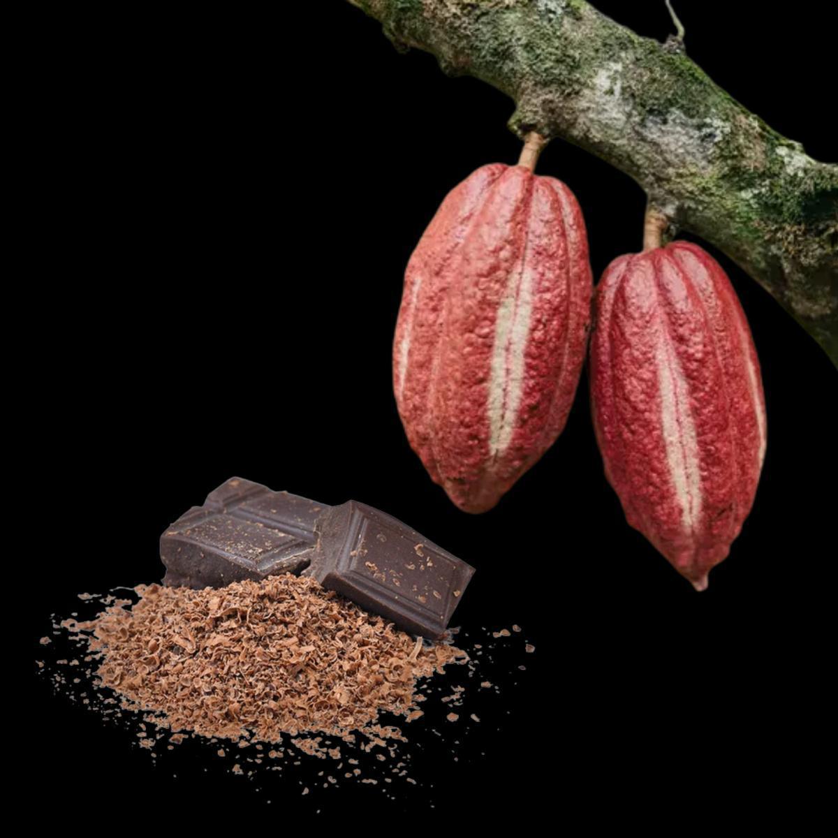 Le cacao criollo vénézuélien : Une histoire de fin arôme