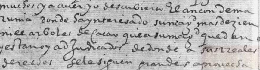 Le cacao criollo vénézuélien : Une histoire de fin arôme Le cacao criollo vénézuélien : Une histoire de fin arôme