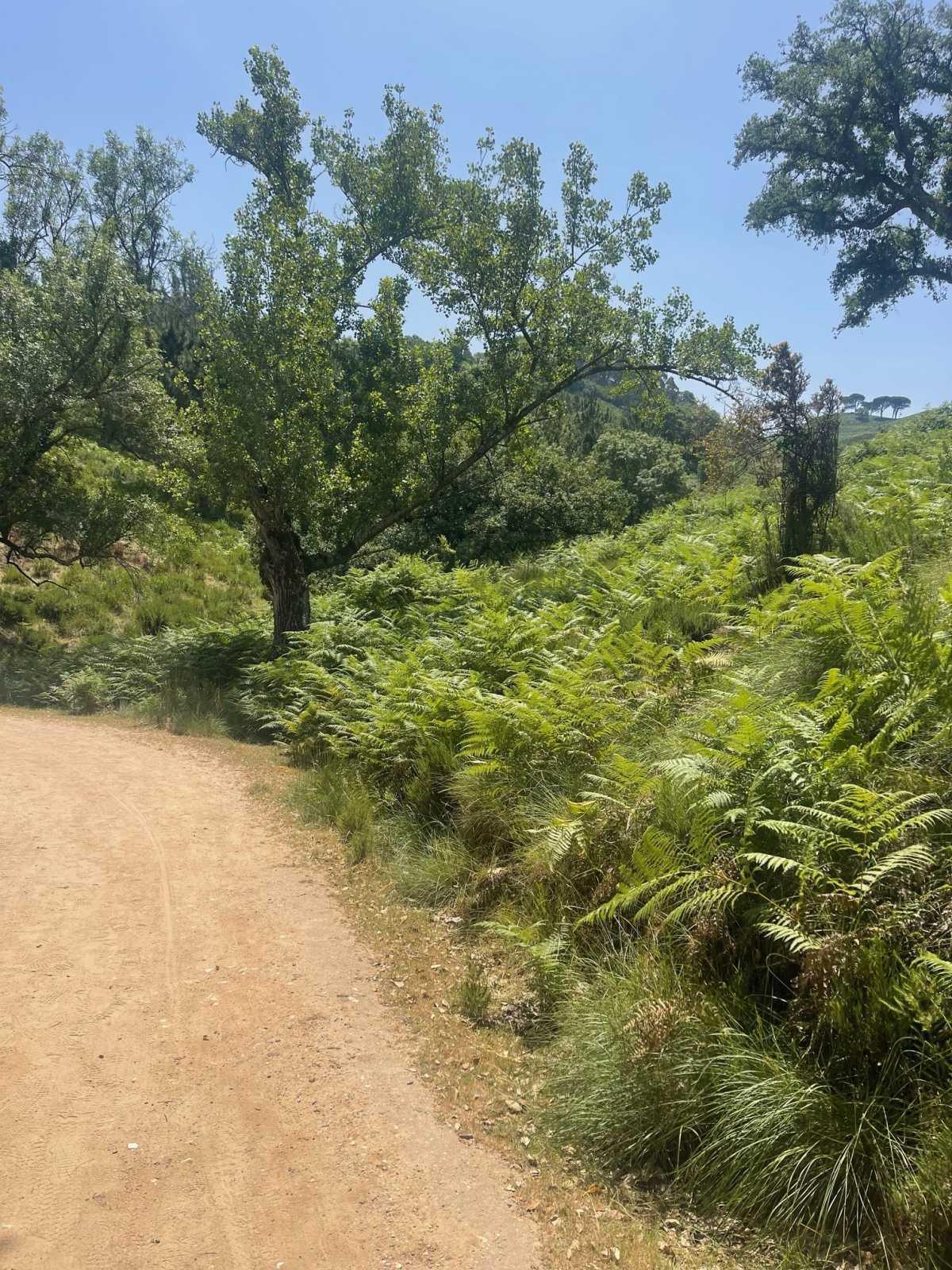 Meet the top 10 local attractions in Ericeira that you will never forget! Meet the top 10 local attractions in Ericeira that you will never forget!