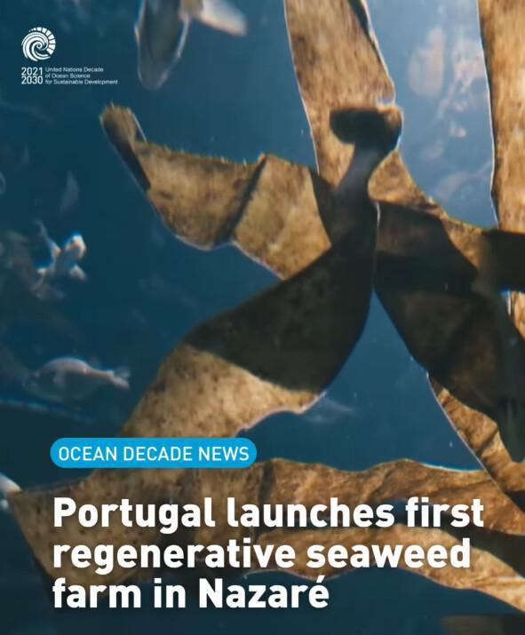 Portugal’s first regenerative seaweed farm in Nazaré Portugal’s first regenerative seaweed farm in Nazaré