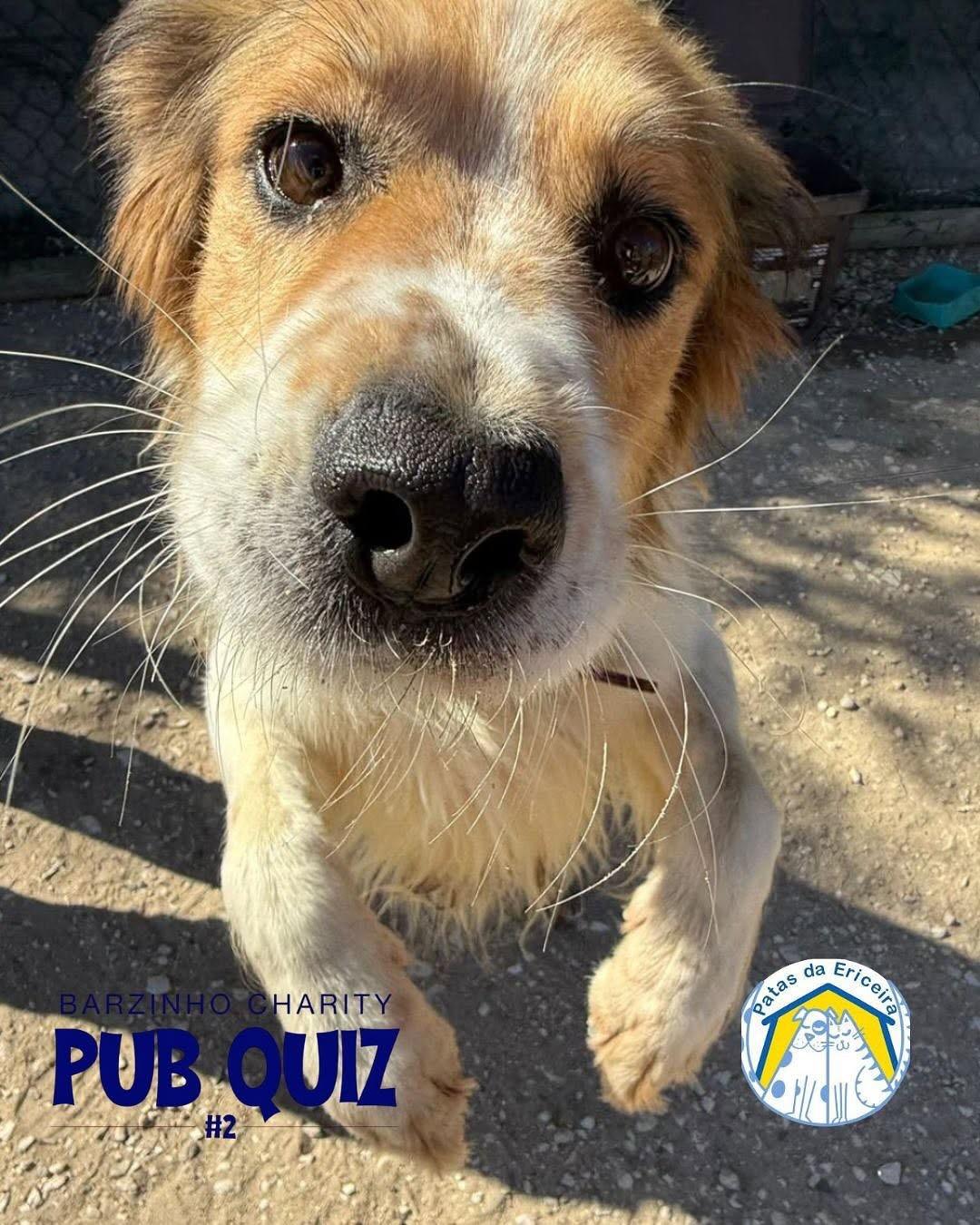 PUB QUIZ at Barzinho Ribamar PUB QUIZ at Barzinho Ribamar