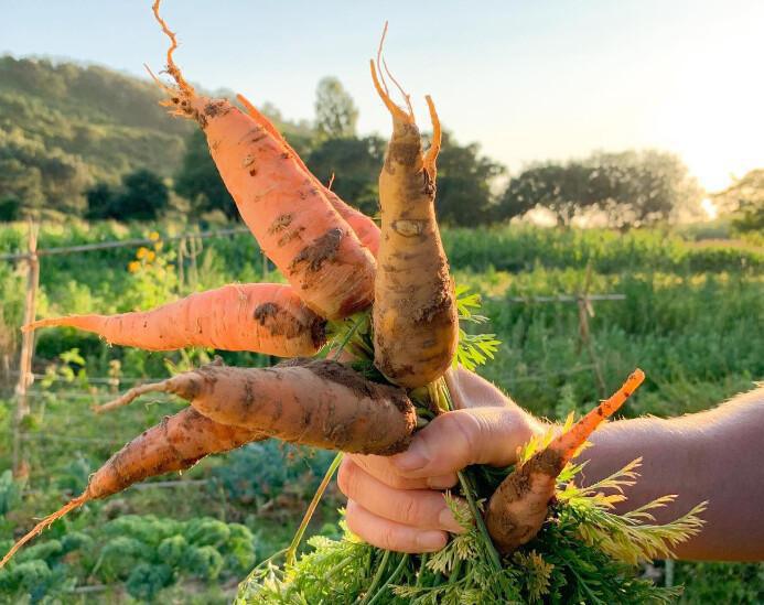 The Garden Lab - Grow Your Own Food