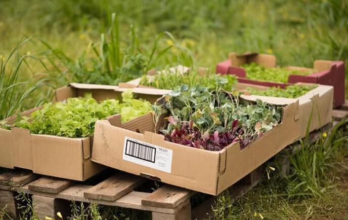 The Garden Lab - Grow Your Own Food