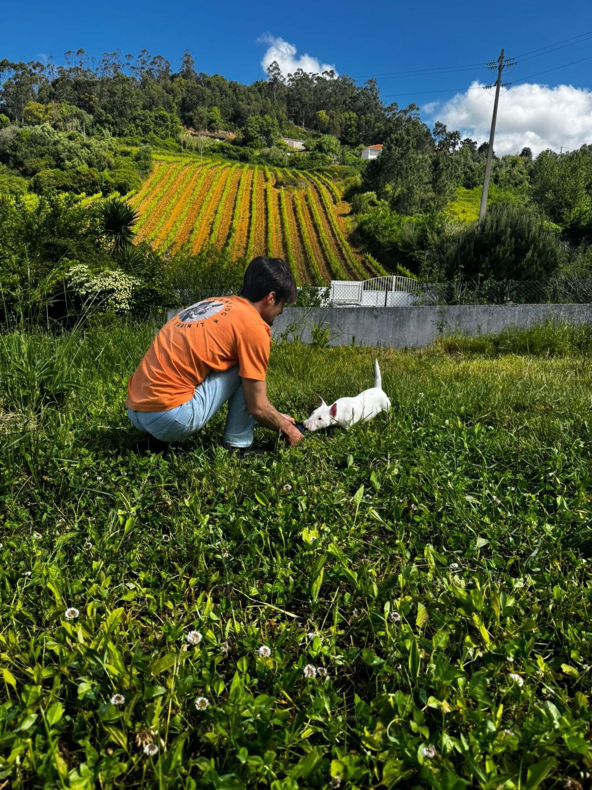 My Dog Academy My Dog Academy