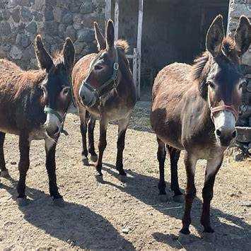Asinelli di Pantelleria - Pantelleria Donkeys