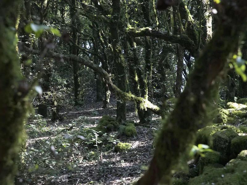 Bosco di Miliak - Miliak Forest