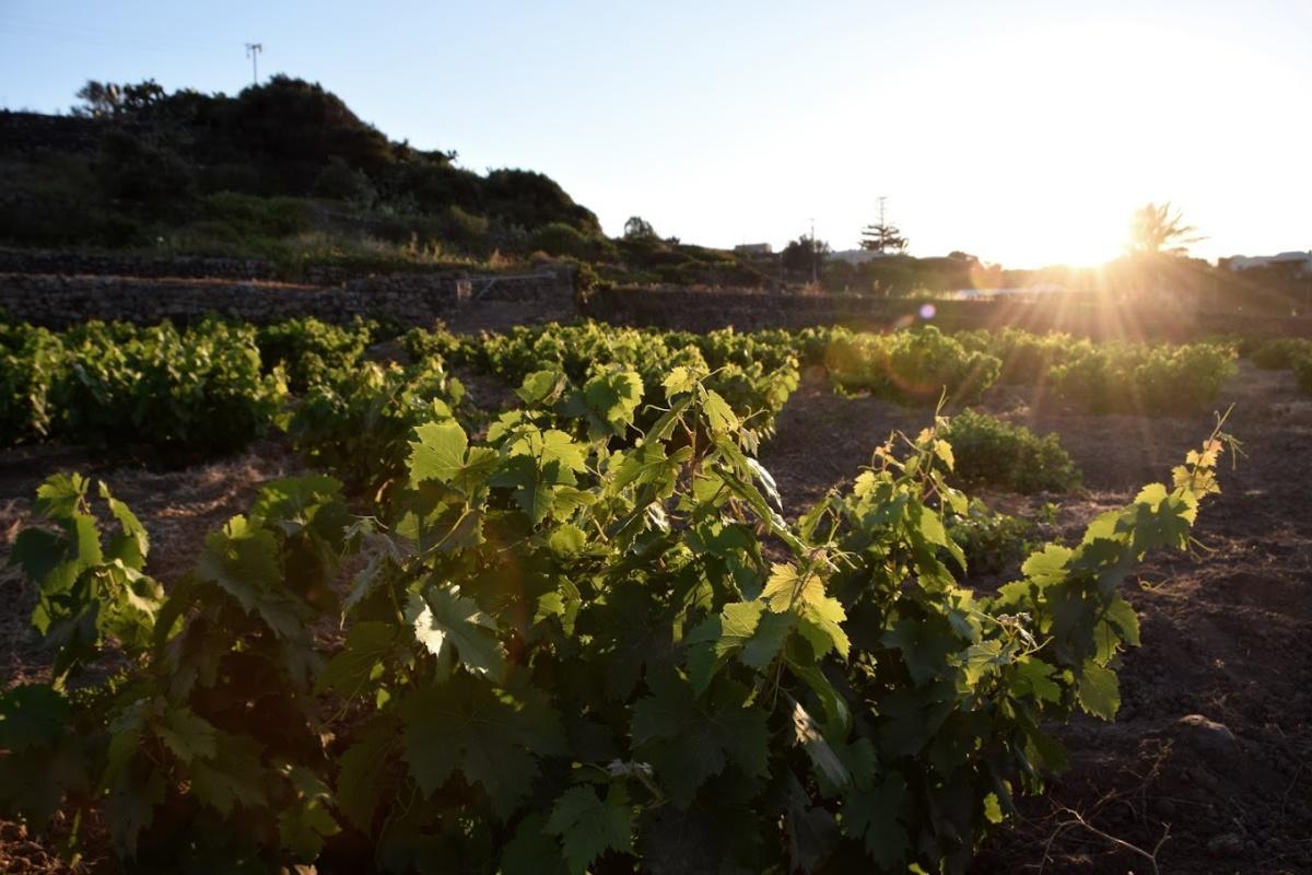 Vinisola