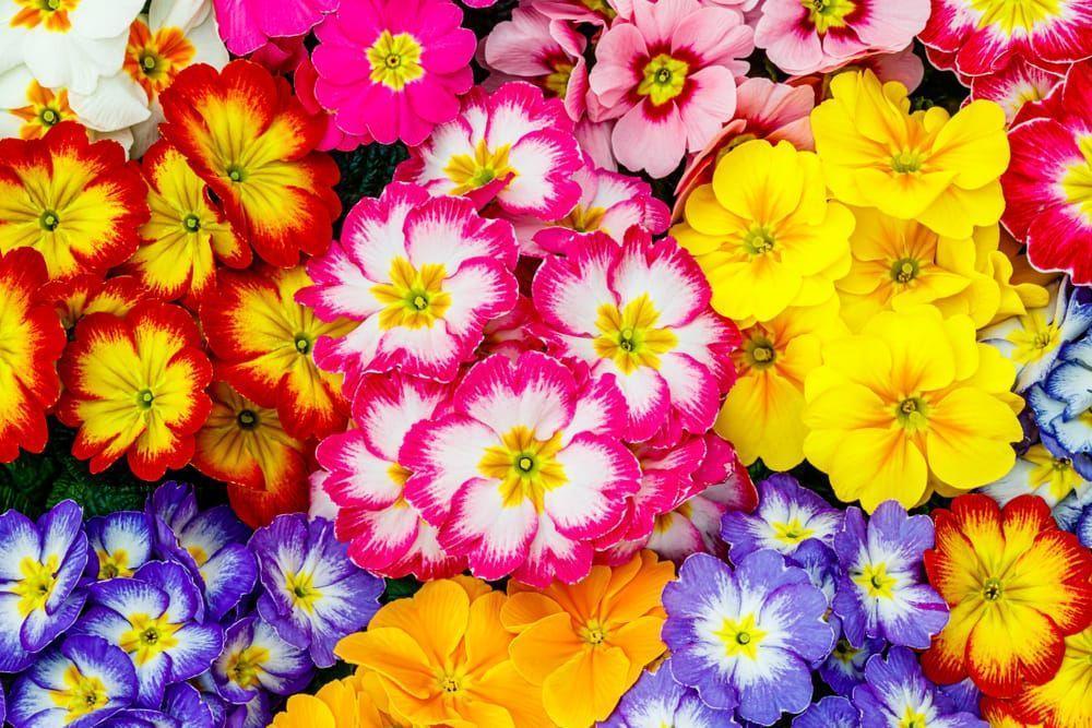 Raggio di Fiori di Bonomo Elisa