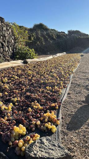 Azienda Vinicola Gabriele