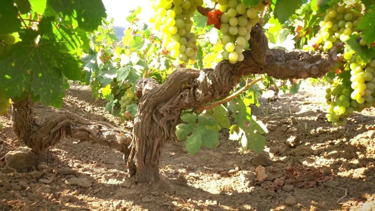 Cantina G & G di Giotto Bini