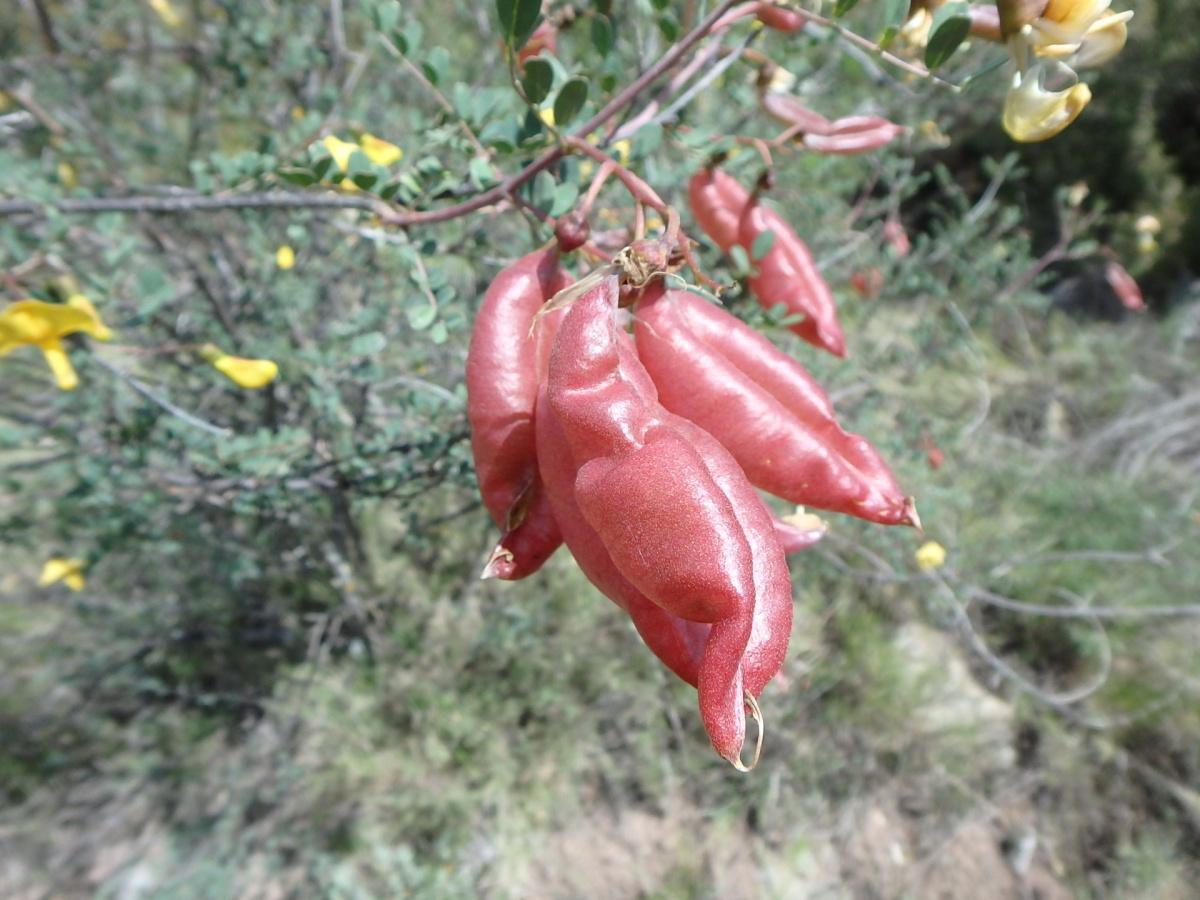 Plantas y animales de Viver y alrededores (I y II) y Geología básica de Viver