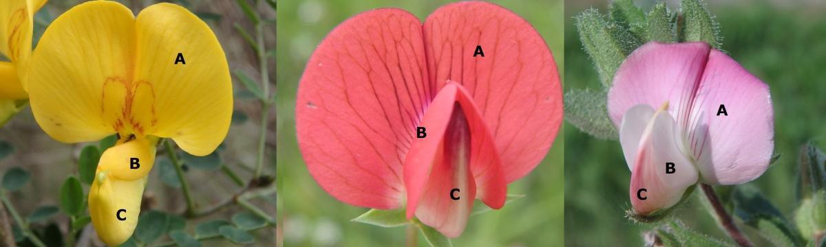 Plantas y animales de Viver y alrededores (I y II) y Geología básica de Viver