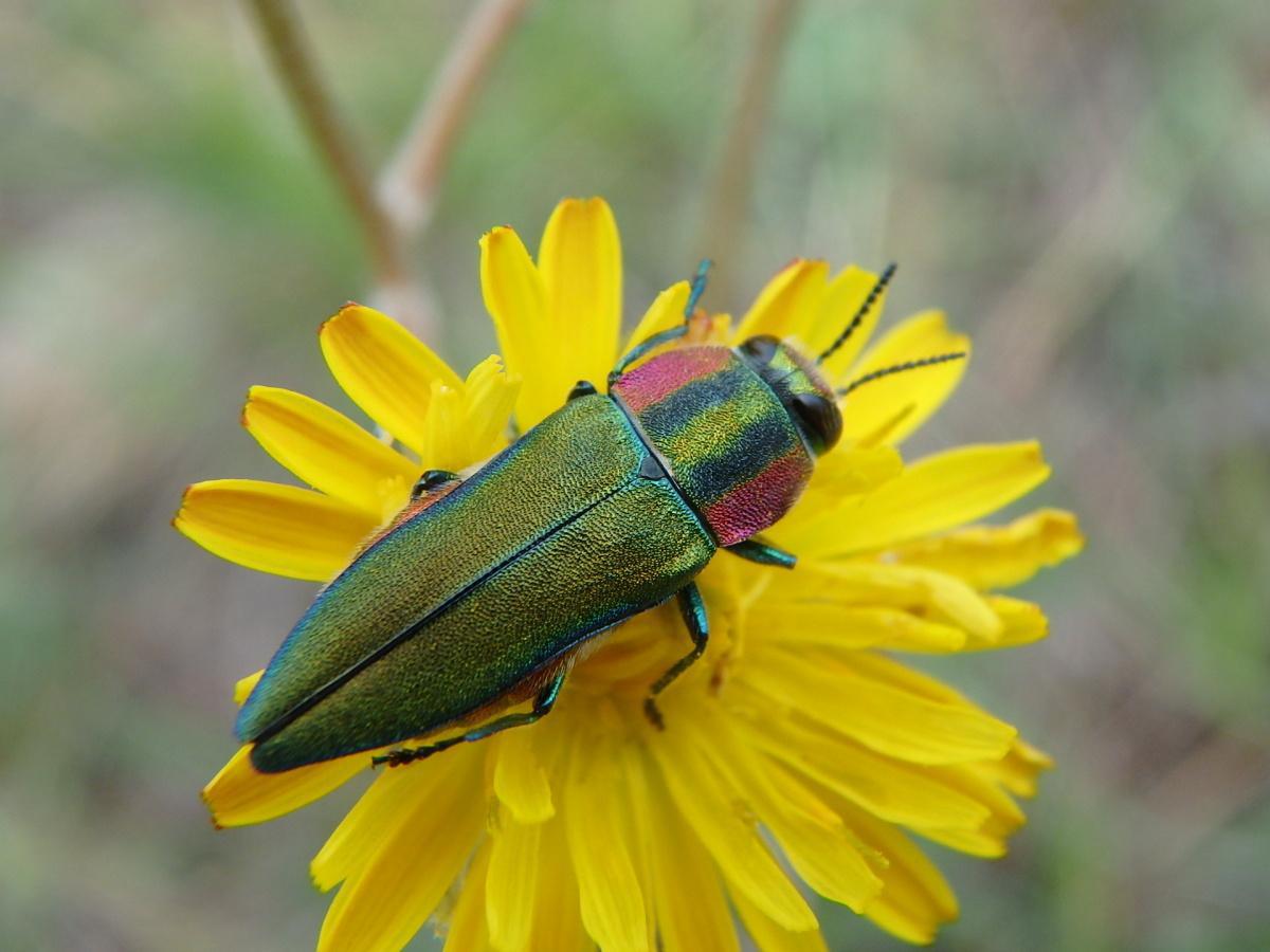 Plantas y animales de Viver y alrededores (I y II) y Geología básica de Viver