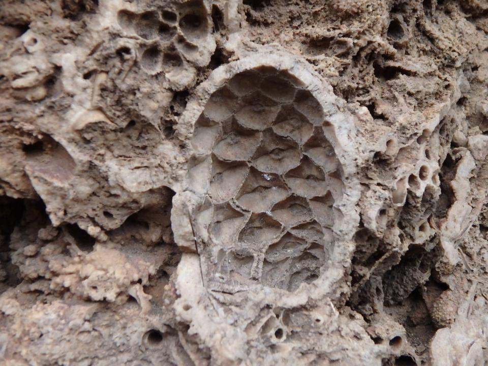 Plantas y animales de Viver y alrededores (I y II) y Geología básica de Viver