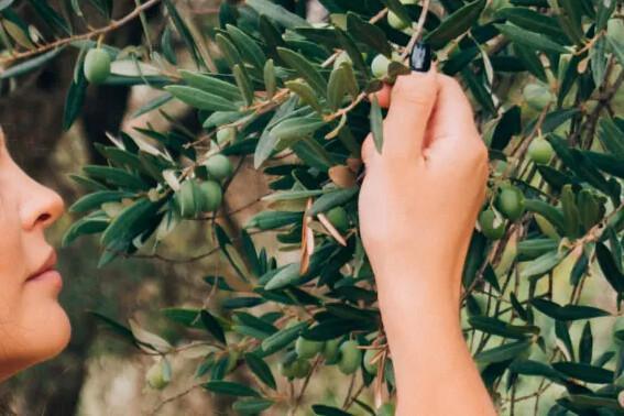 Tiempo de olivas Tiempo de olivas