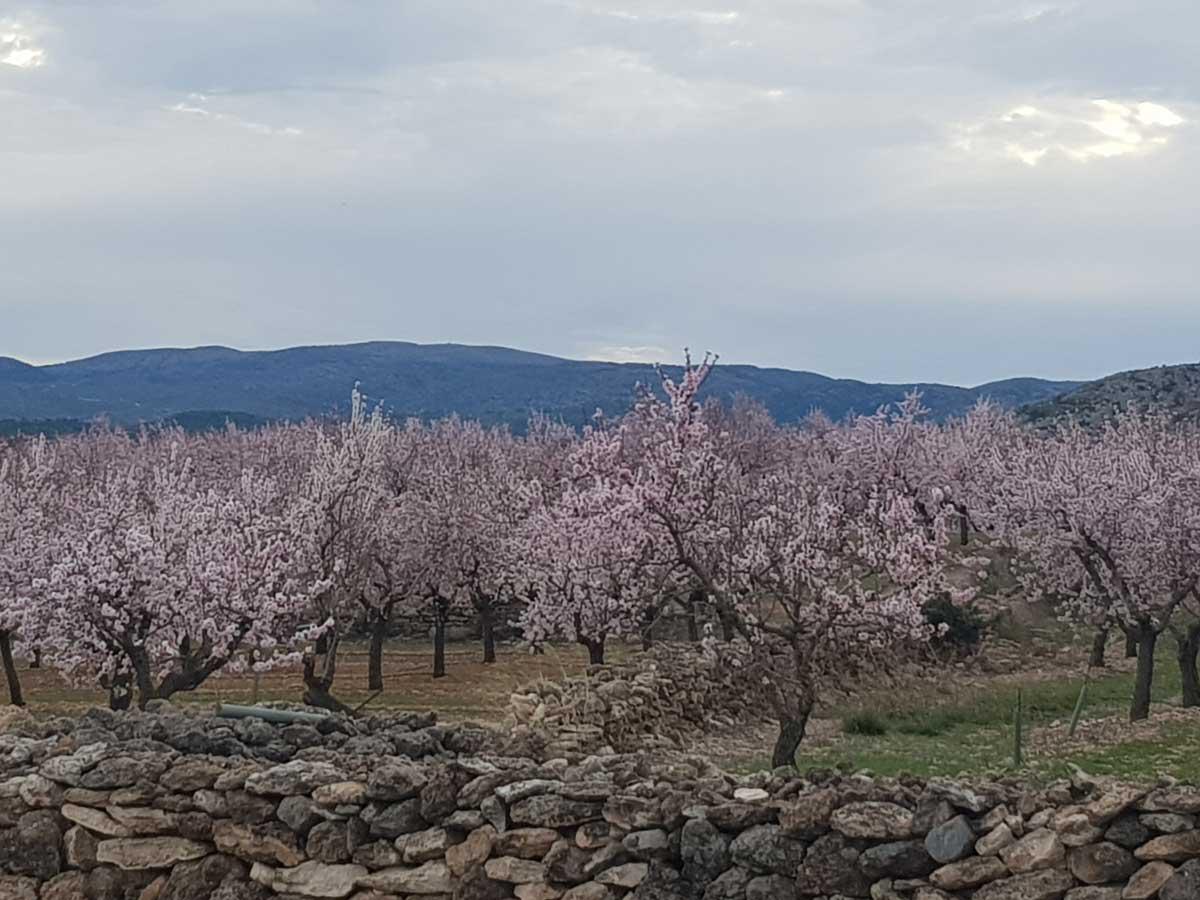 Almendros en flor en Ragudo