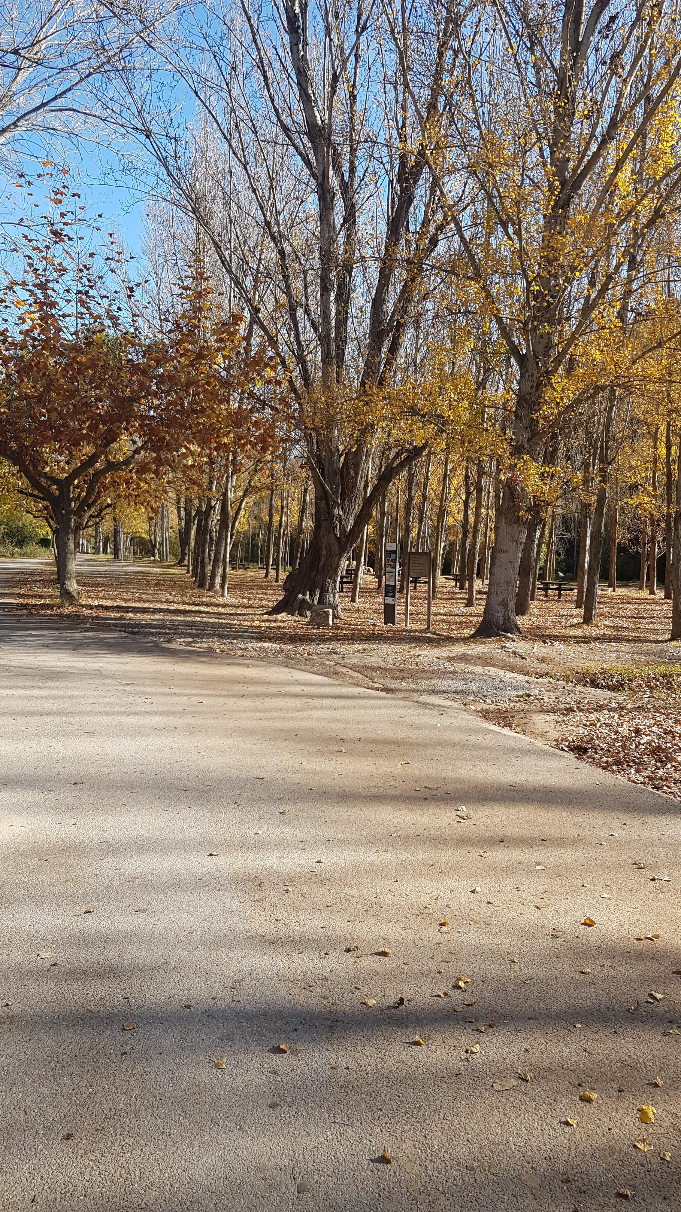 Chopera del Sargal en otoño