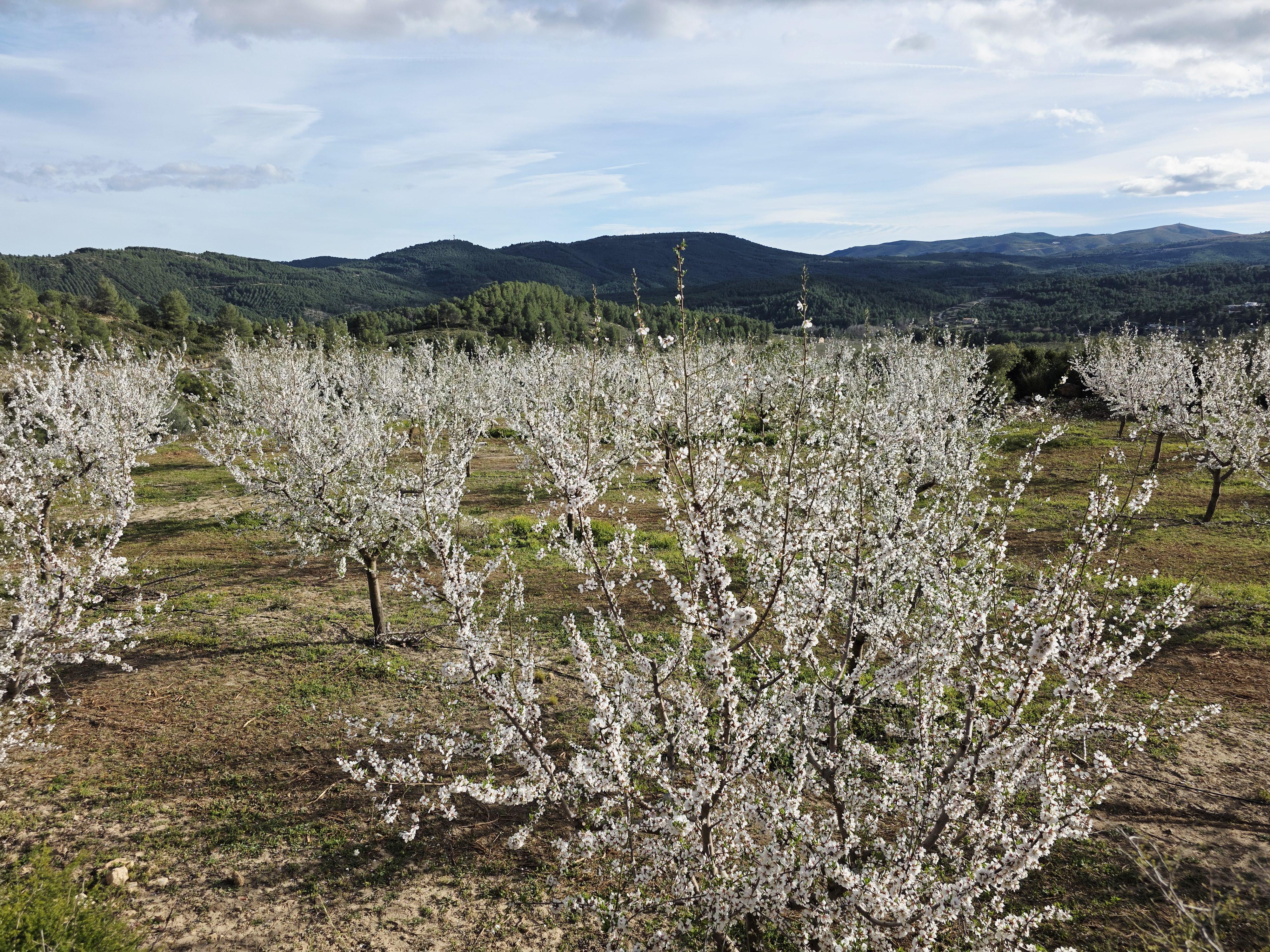 Turismo_Viver_Almendros en flor