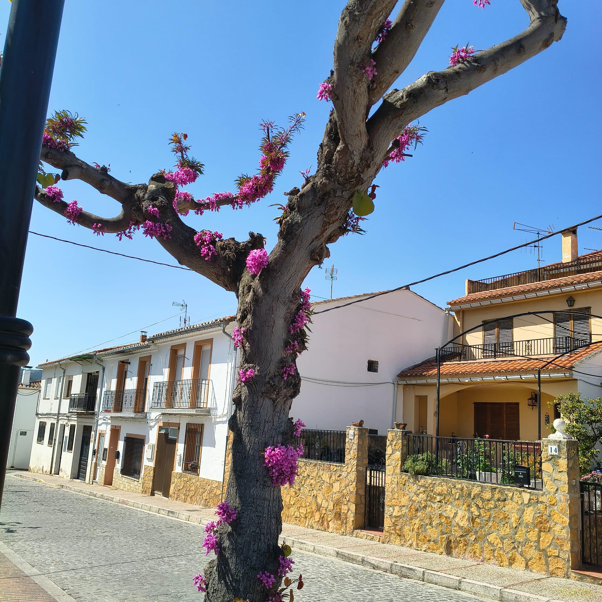 Turismo_Viver_Avenida Castellón