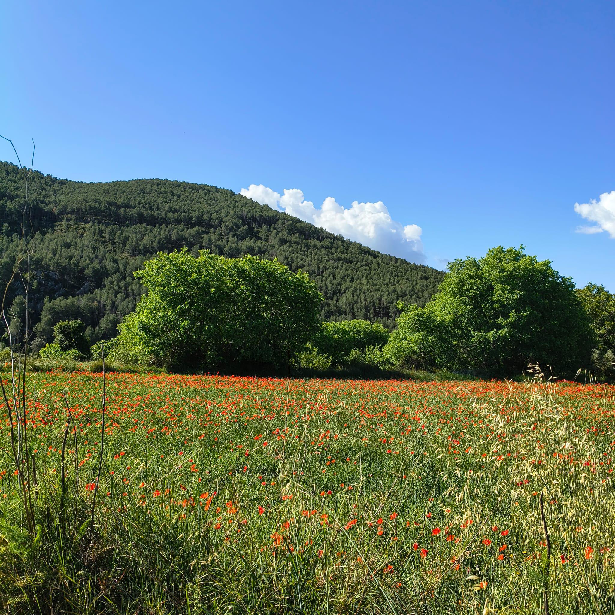 Turismo_Viver_Campo de amapolas