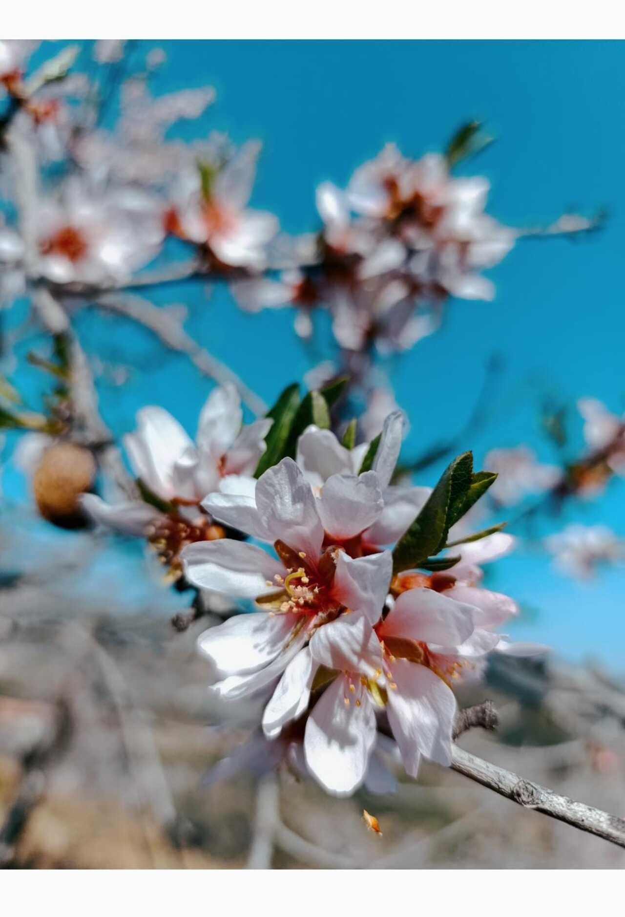 Flor del almendro en Viver