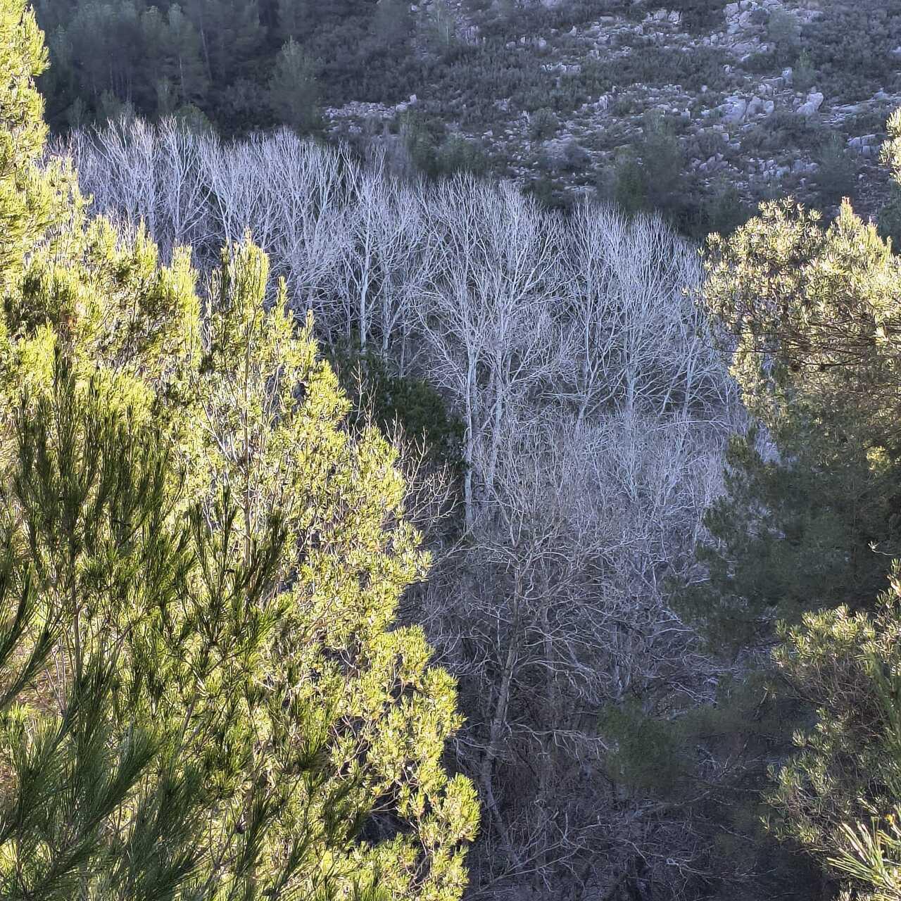 Turismo_Viver_Álamo blanco