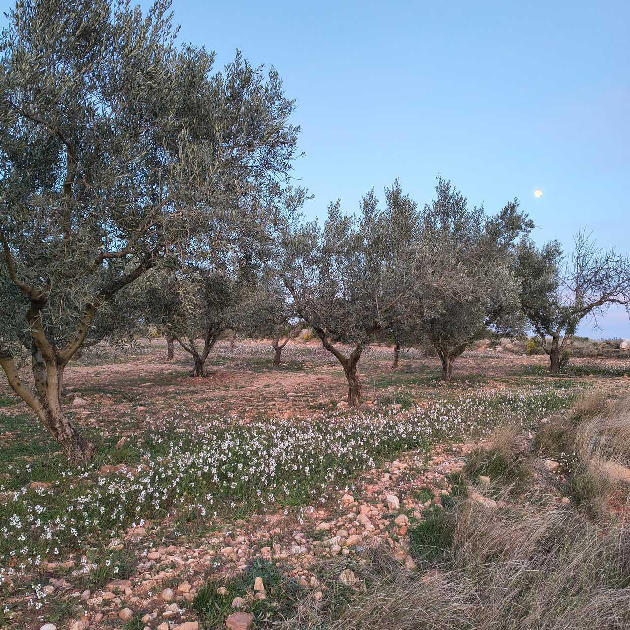 Turismo_Viver_Atardecer en campo de olivos del Rodeno