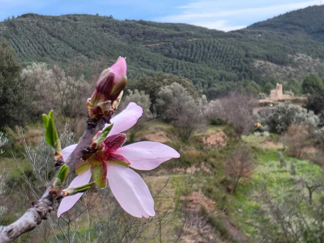 Turismo_Viver_Flor de almendro con La Torre del Río al fondo