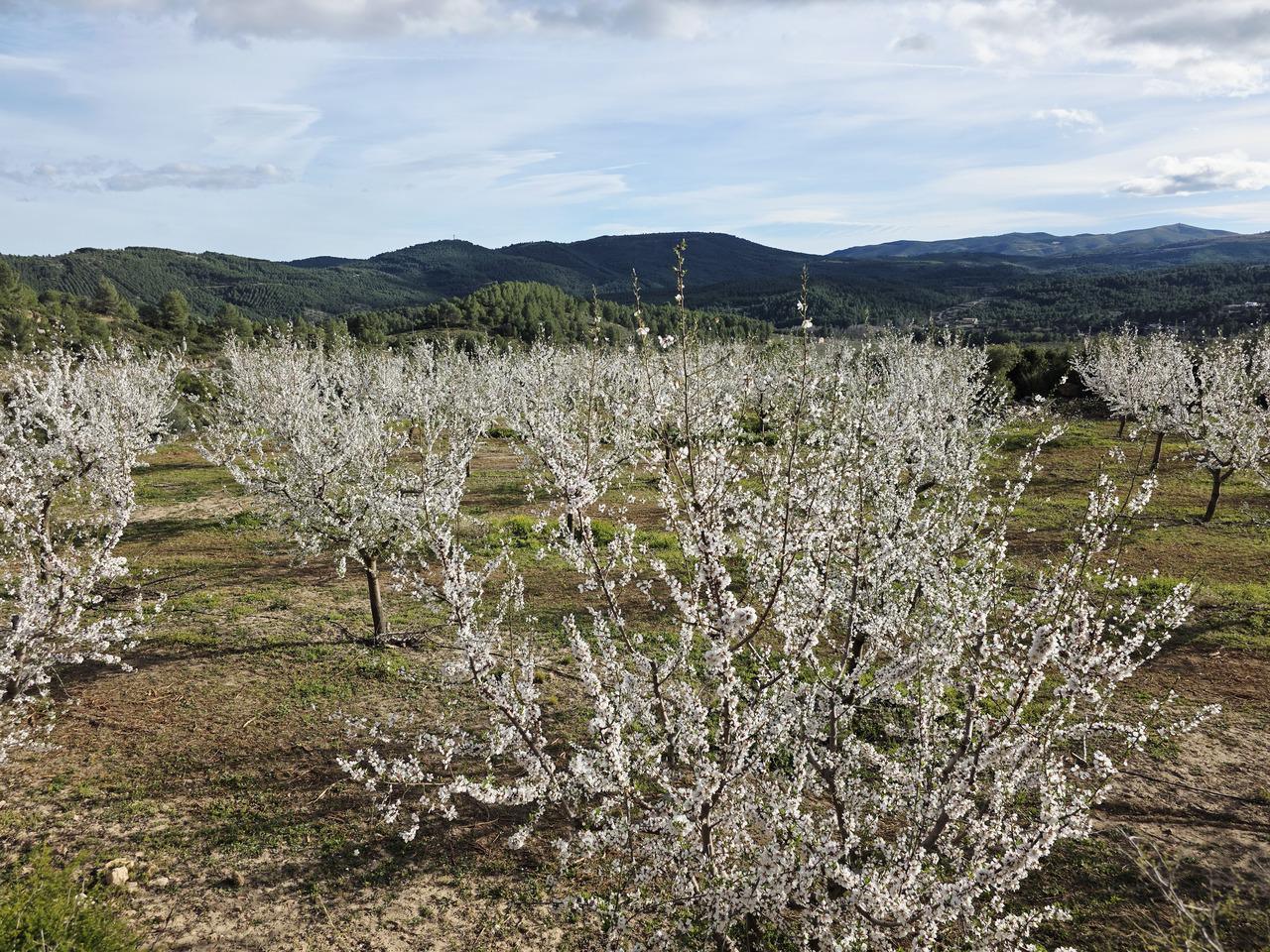 Turismo_Viver_Almendros en flor