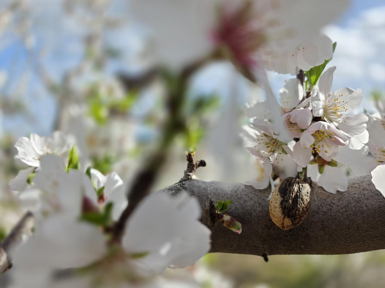 Turismo_Viver_Almendra y flor