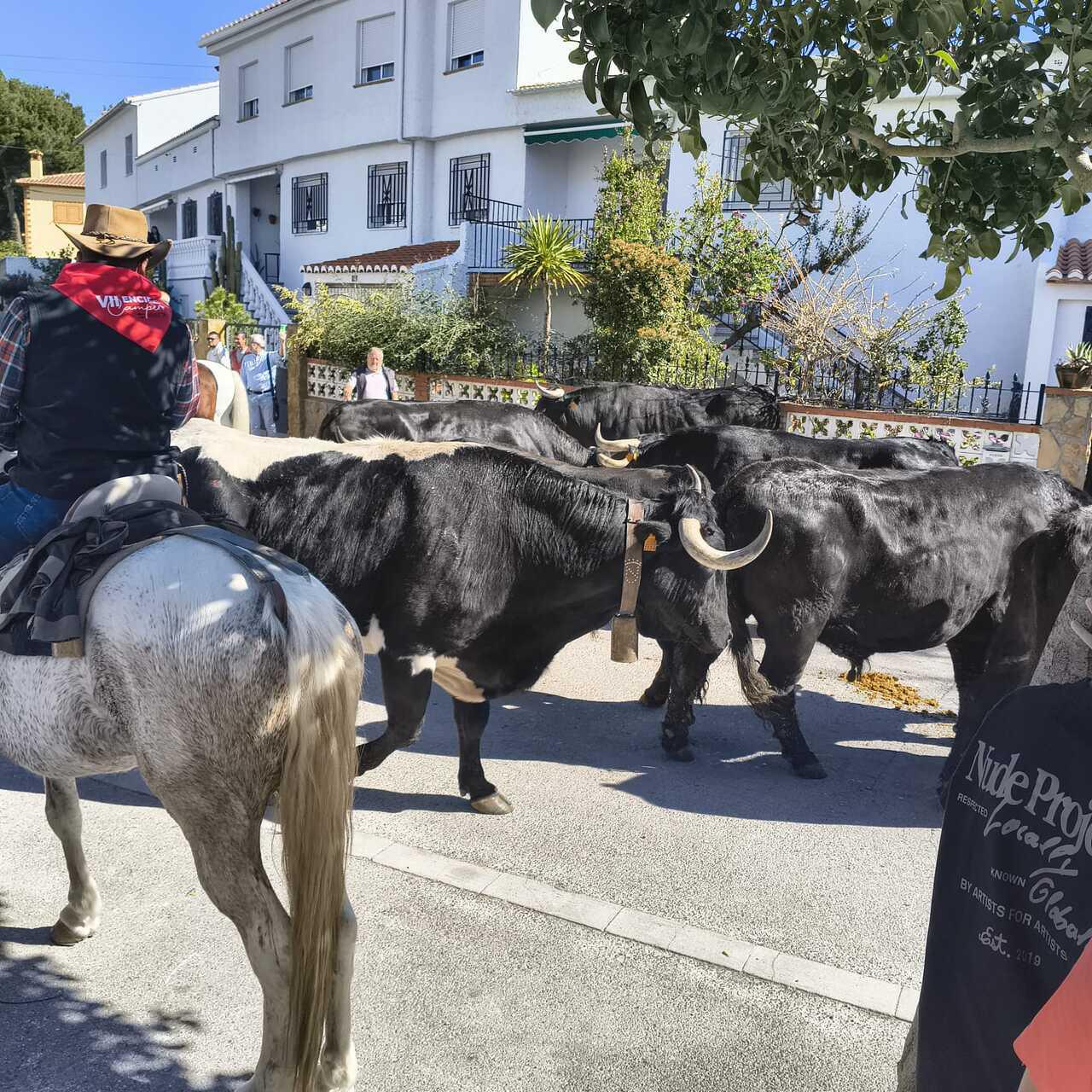 Turismo_Viver_Encierro campero 2026 
