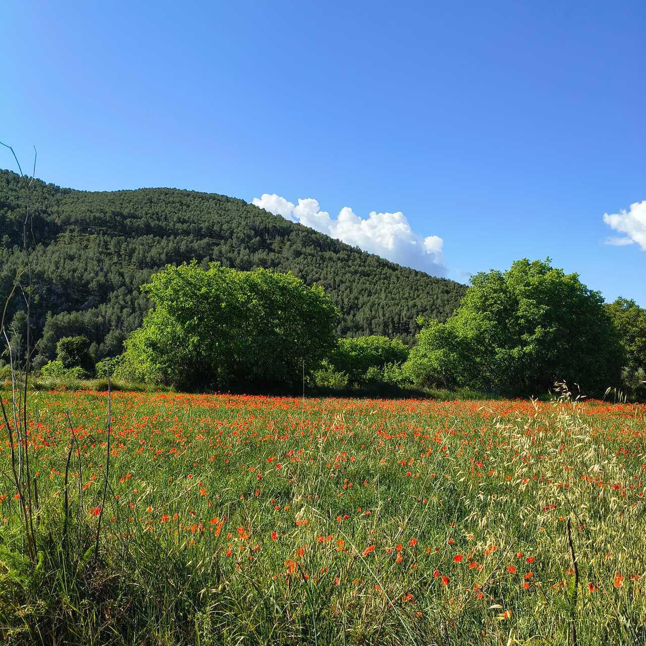 Turismo_Viver_Campo de amapolas