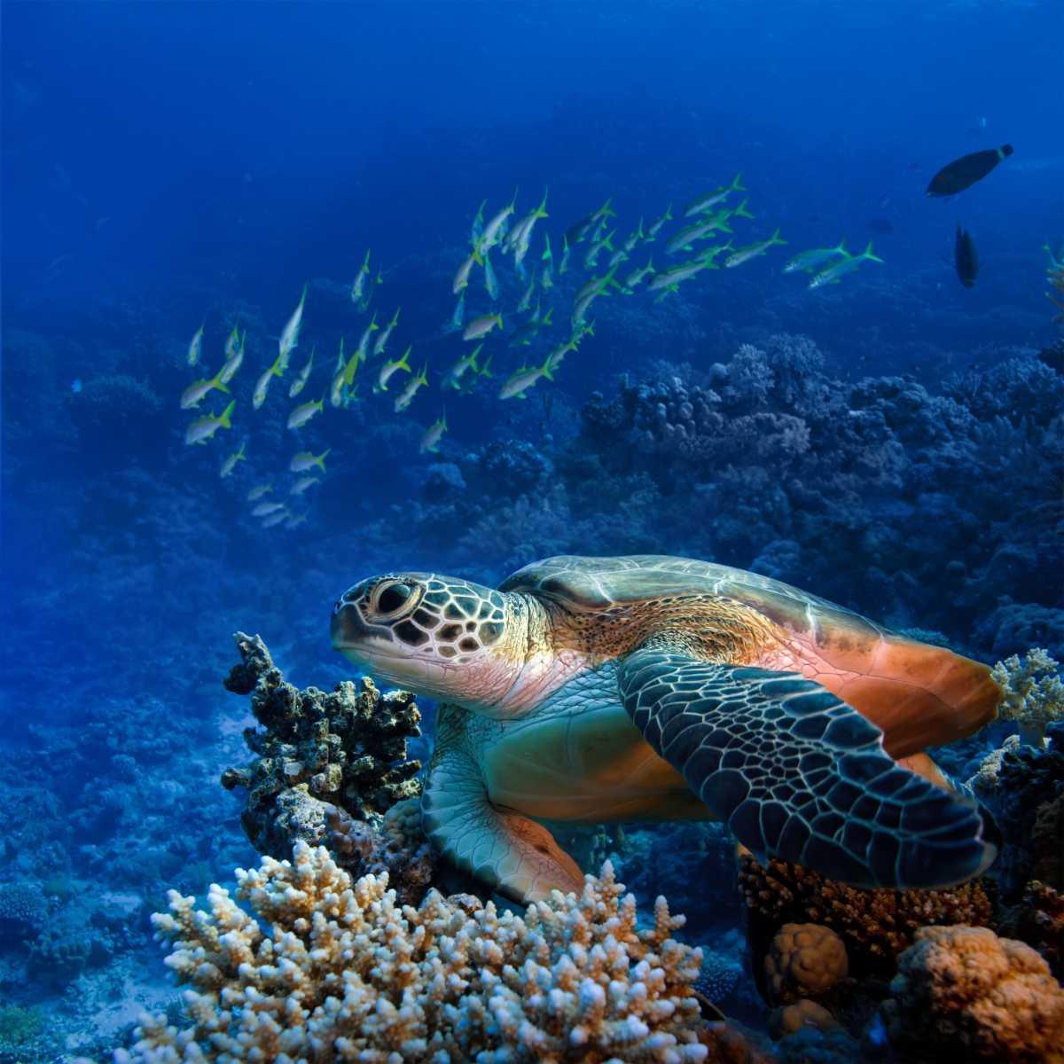 Diving Center