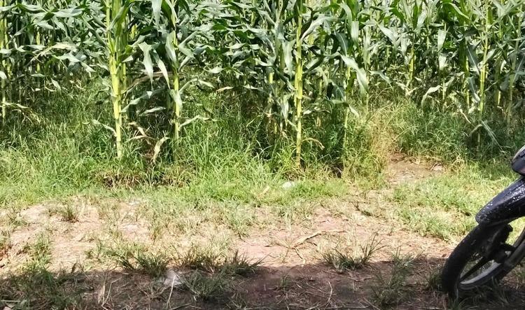 panen jagung by yulianakurniawan