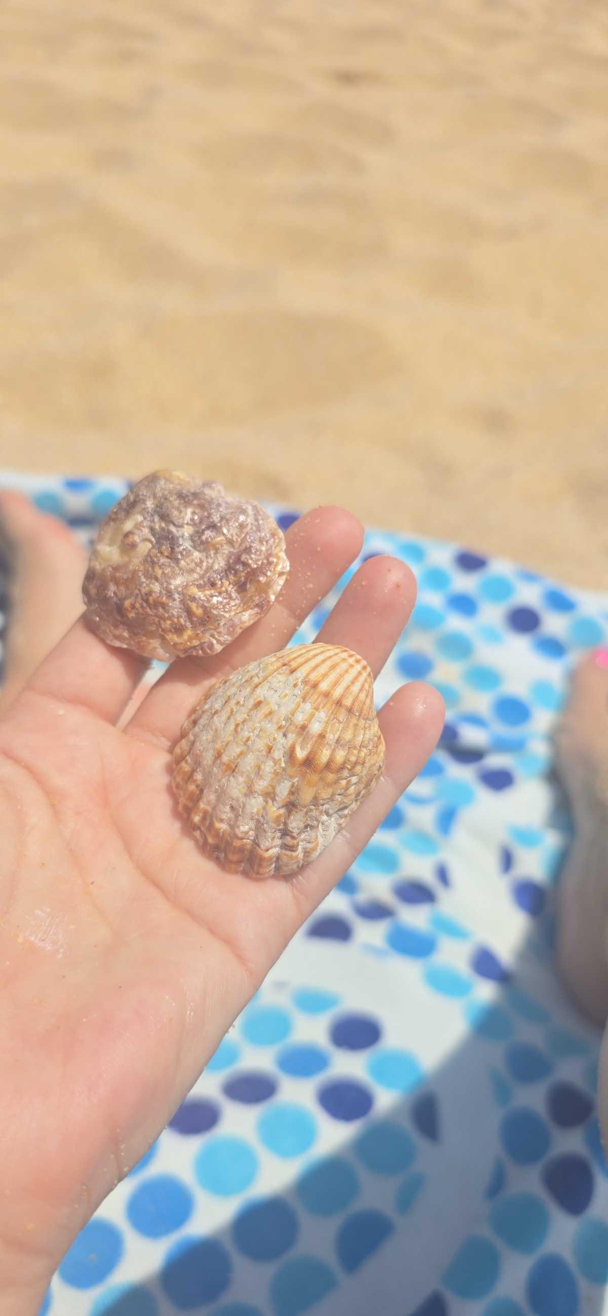 Praia da Galé (Algarve) : Sable doux et ambiance familiale au bord de l’océan 🌞 Praia da Galé (Algarve) : Sable doux et ambiance familiale au bord de l’océan 🌞