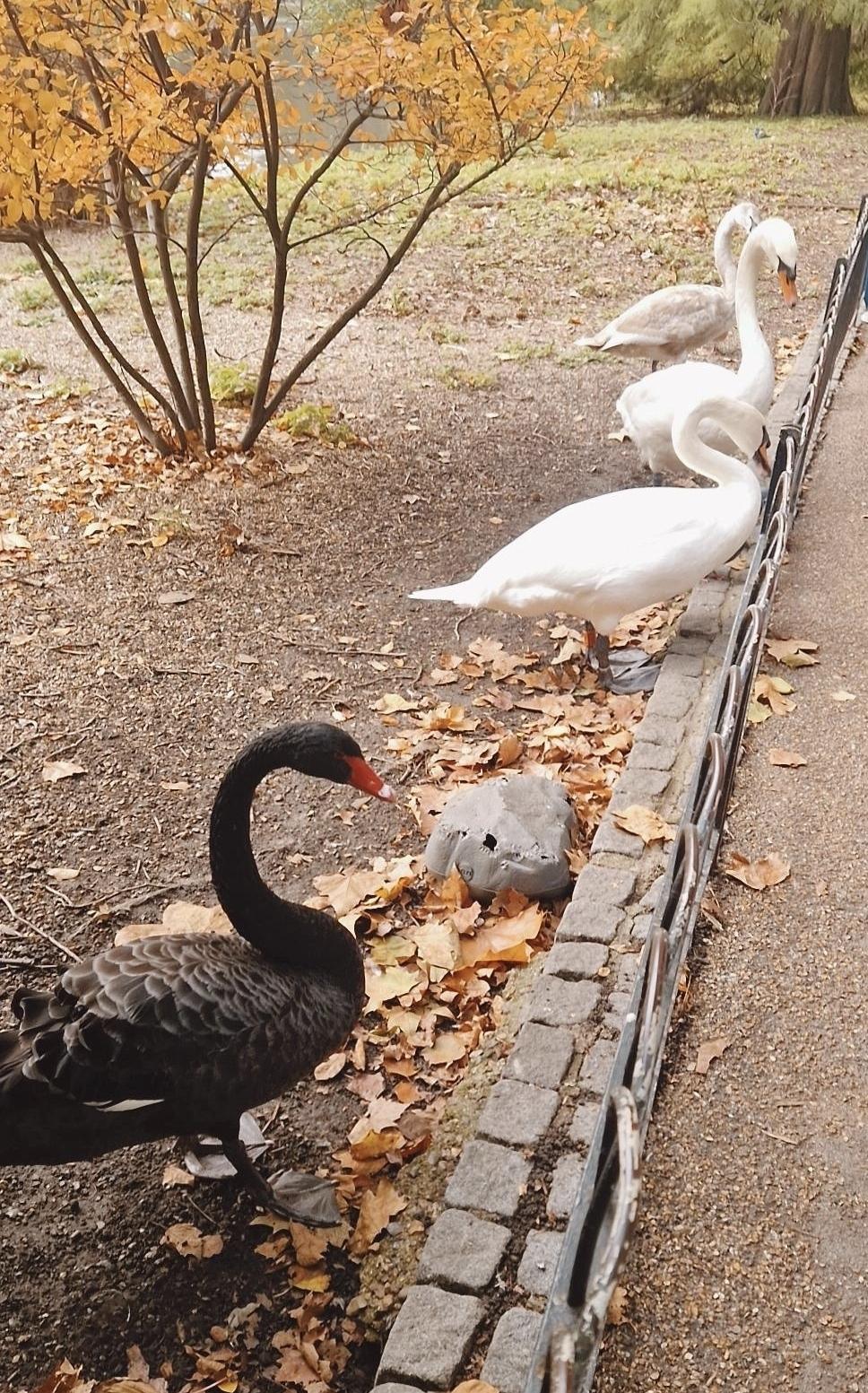 St James’s Park (Londres) : Pause nature & écureuils en famille après la relève de la garde 🌿🐿️