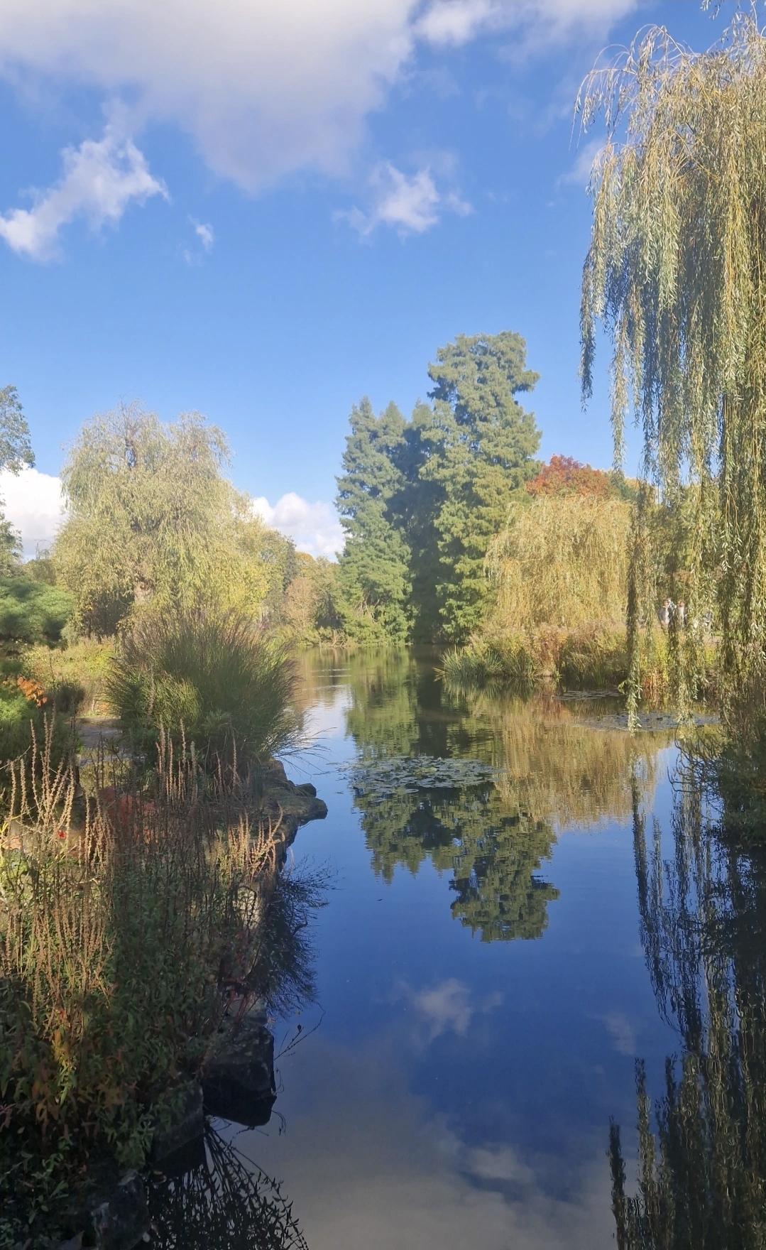 Queen Mary’s Gardens (Londres) : Un écrin de roses en plein cœur de Regent’s Park 🌹👑