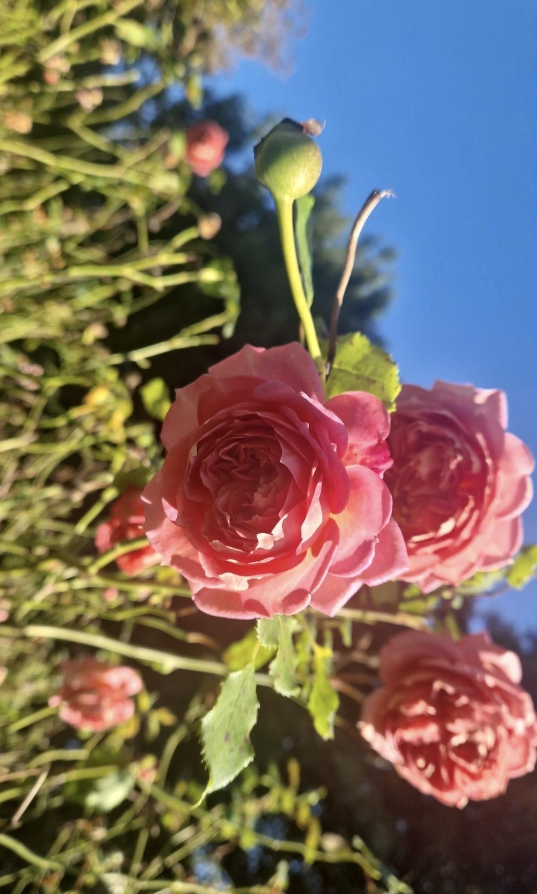 Queen Mary’s Gardens (Londres) : Un écrin de roses en plein cœur de Regent’s Park 🌹👑