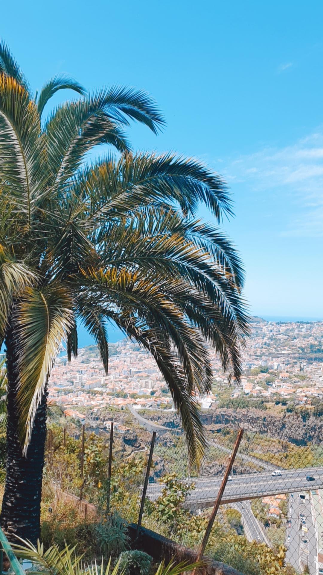 Funchal, Madère : Une découverte gourmande et aérienne au cœur de l’île aux fleurs 🌺🚡