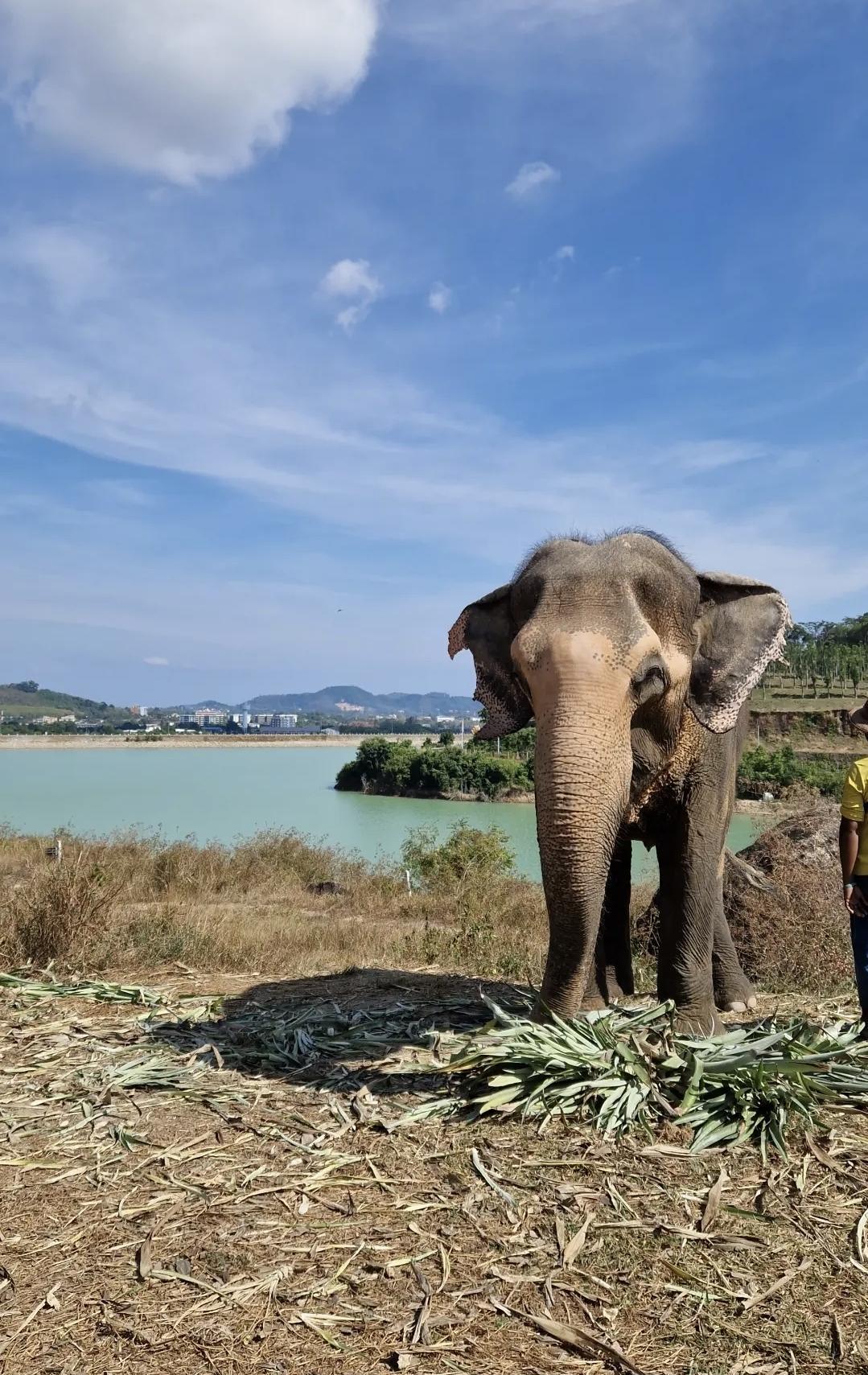 Bukit Elephant Park – Une rencontre respectueuse avec les éléphantes 🐘