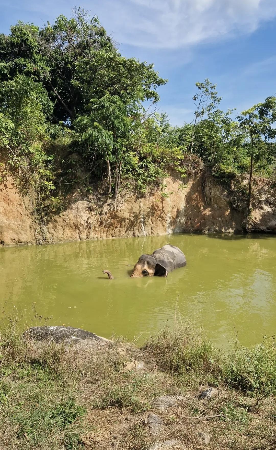 Bukit Elephant Park – Une rencontre respectueuse avec les éléphantes 🐘
