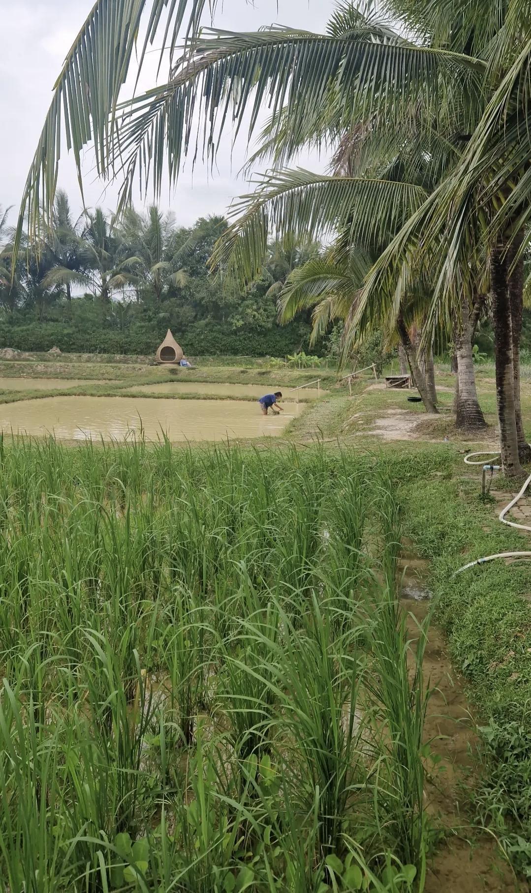 Old Phuket Farm – Une immersion dans la Thaïlande authentique 🌾🐃 Old Phuket Farm – Une immersion dans la Thaïlande authentique 🌾🐃
