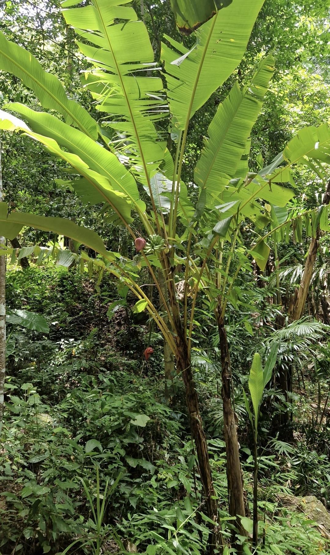 🌴 Nature Phuket Reserve Trail – balade immersive en jungle 🐒